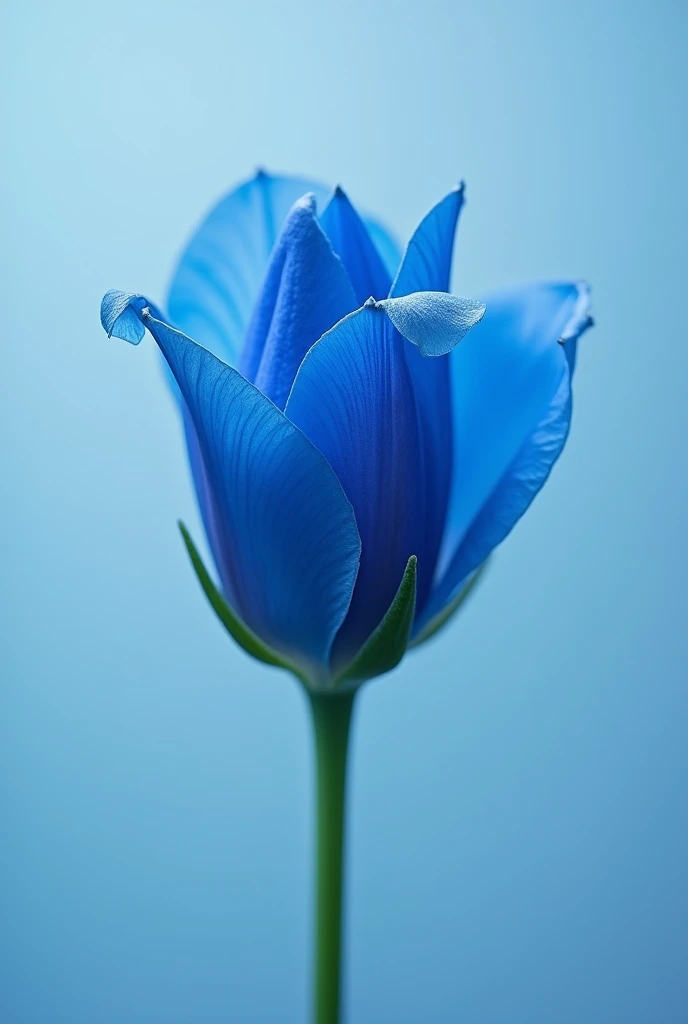A blue bud