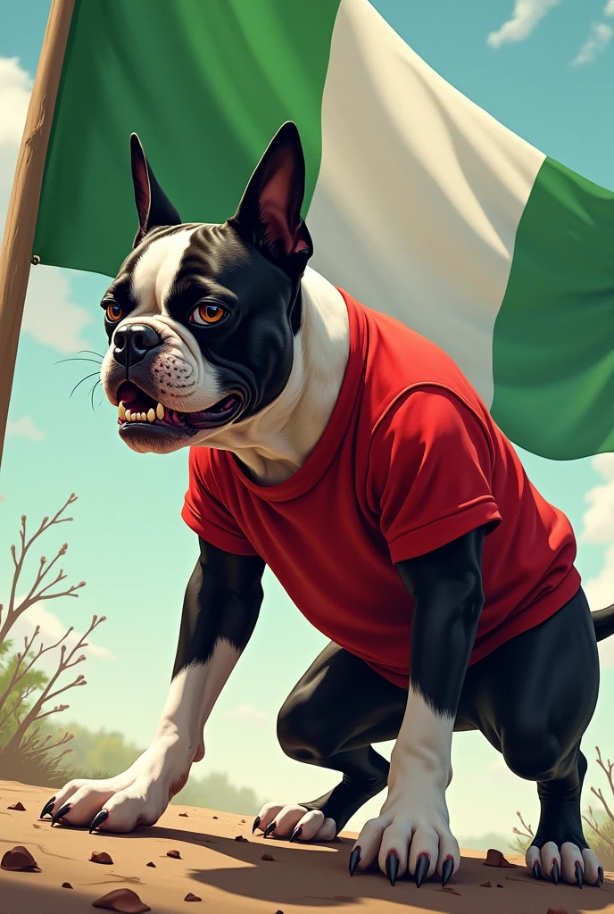 An angry Boston Terrier in a red shirt peeing on a green and white flag 