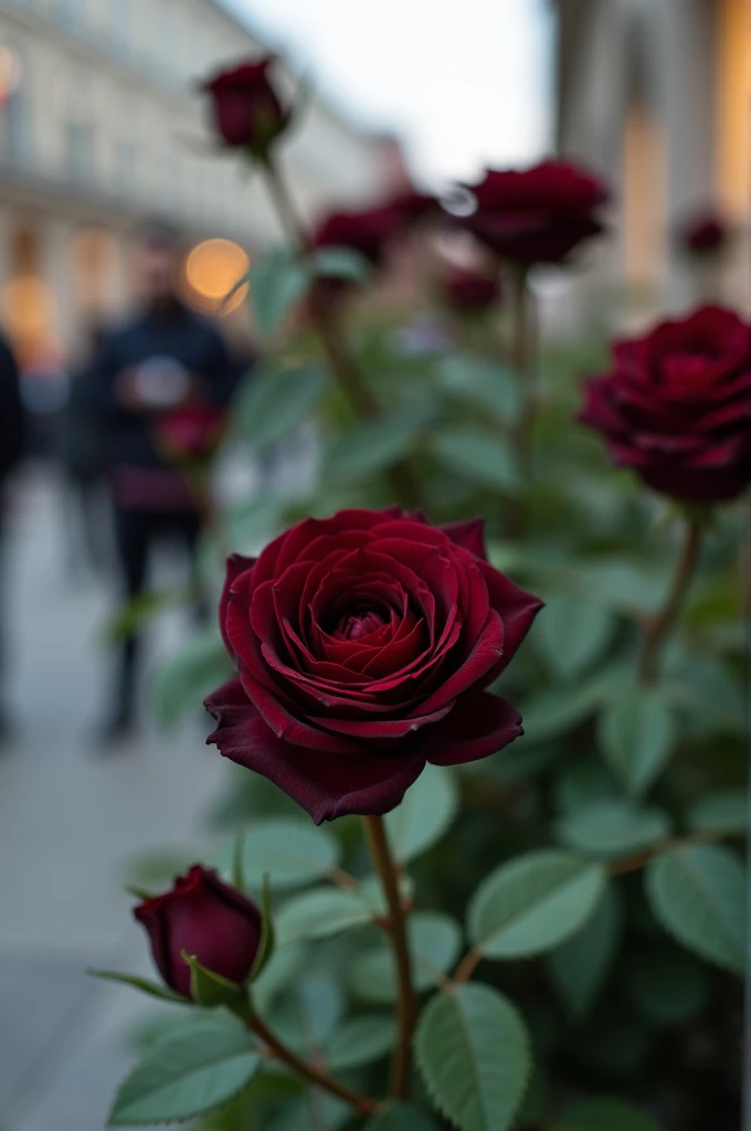Black roses in a public place taken by a camera