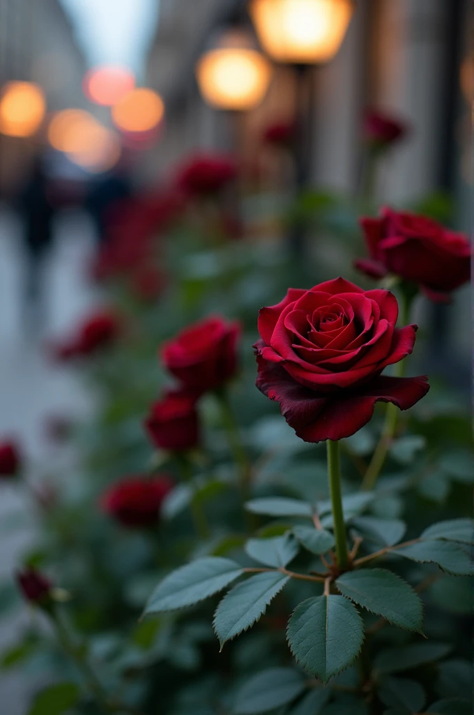 Black roses in a public place taken by a camera