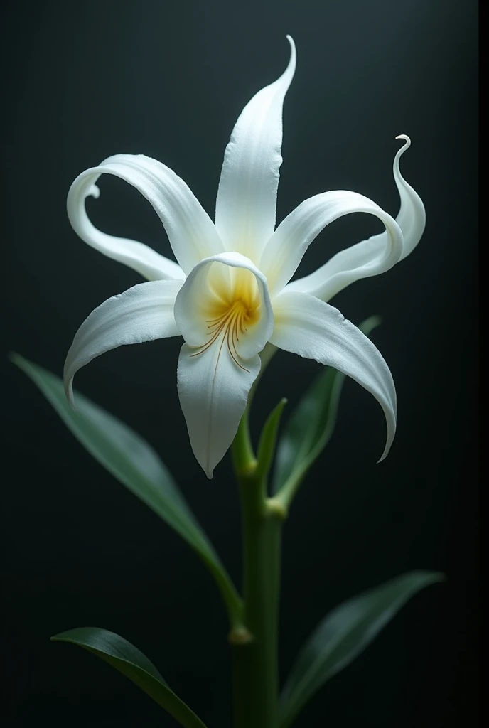 image of 5 white petal mutant orchid