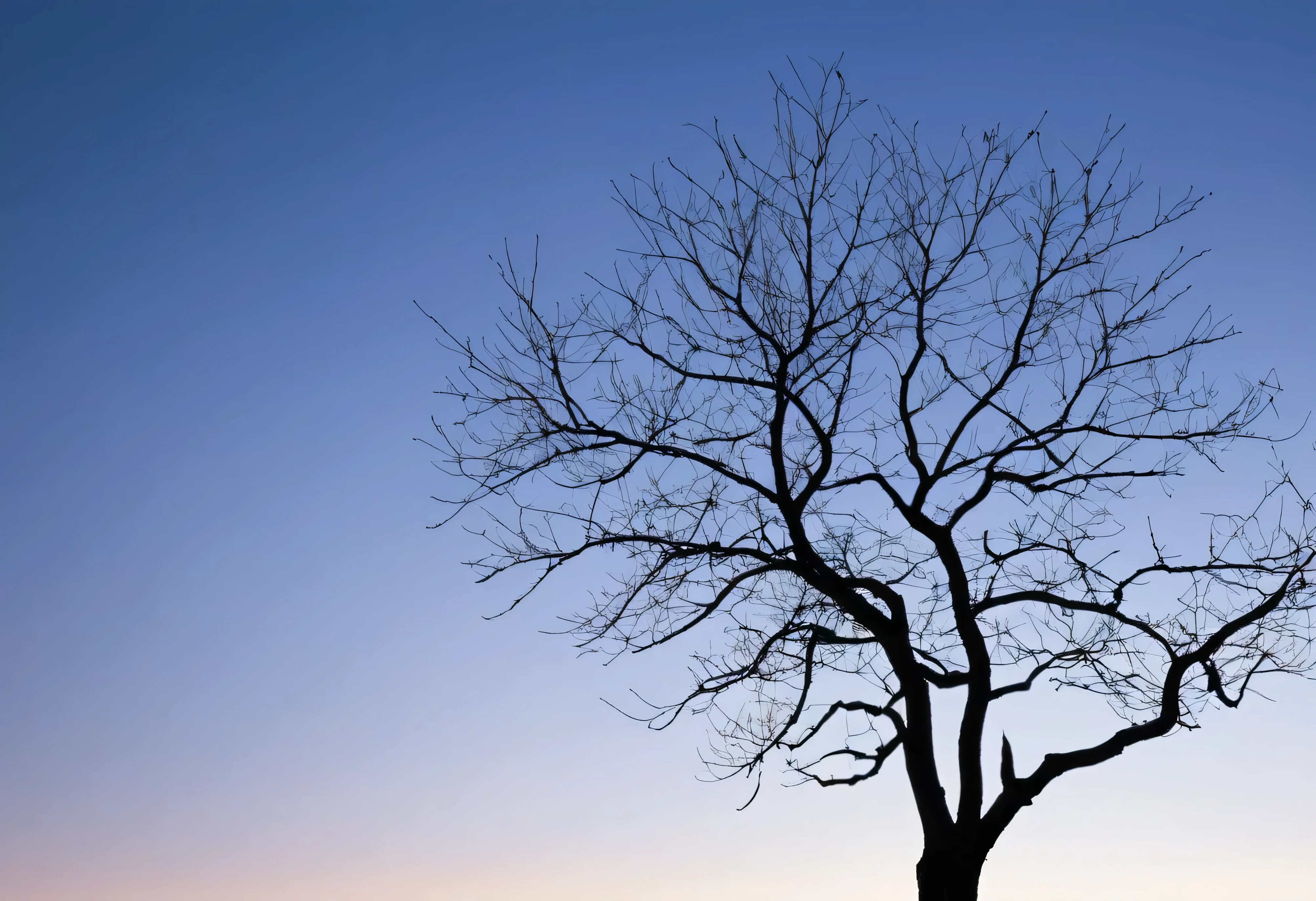 Generate a striking and minimalist silhouette photo of a leafless tree branch, positioned according to the rule of thirds. The branch should be dark and bare, with no leaves, its intricate structure clearly visible against a softly lit background. The background should feature a gradient sky, transitioning from warm hues of sunset or sunrise at the horizon to darker tones at the top, enhancing the silhouette effect. The branch is placed off-center, following the rule of thirds, with the majority of the empty space filled with the tranquil sky. The overall composition should evoke a sense of solitude and simplicity, with a focus on the natural beauty of the tree's form against the serene backdrop.