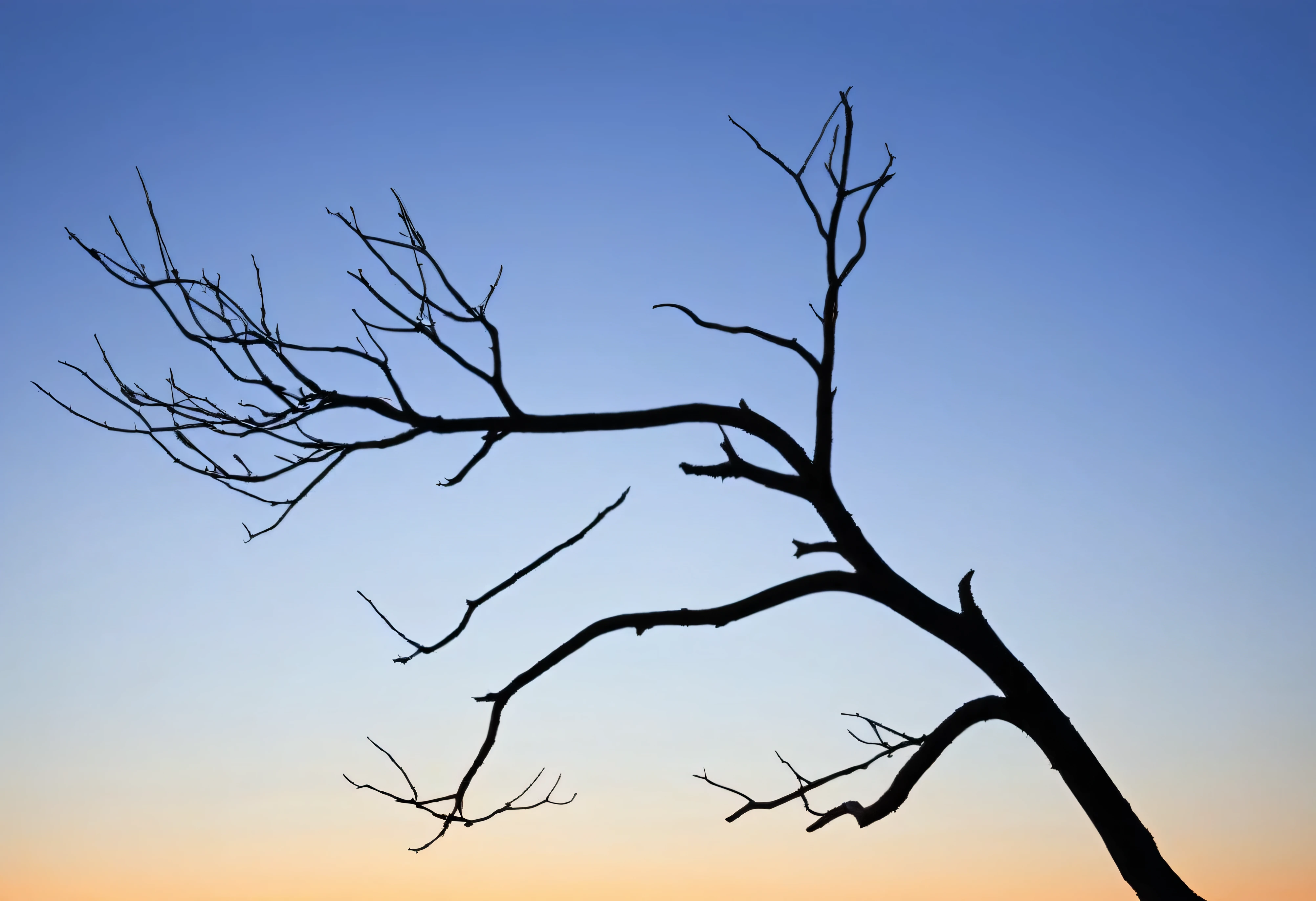 Generate a striking and minimalist silhouette photo of a leafless tree branch, positioned according to the rule of thirds. The branch should be dark and bare, with no leaves, its intricate structure clearly visible against a softly lit background. The background should feature a gradient sky, transitioning from warm hues of sunset or sunrise at the horizon to darker tones at the top, enhancing the silhouette effect. The branch is placed off-center, following the rule of thirds, with the majority of the empty space filled with the tranquil sky. The overall composition should evoke a sense of solitude and simplicity, with a focus on the natural beauty of the tree's form against the serene backdrop.