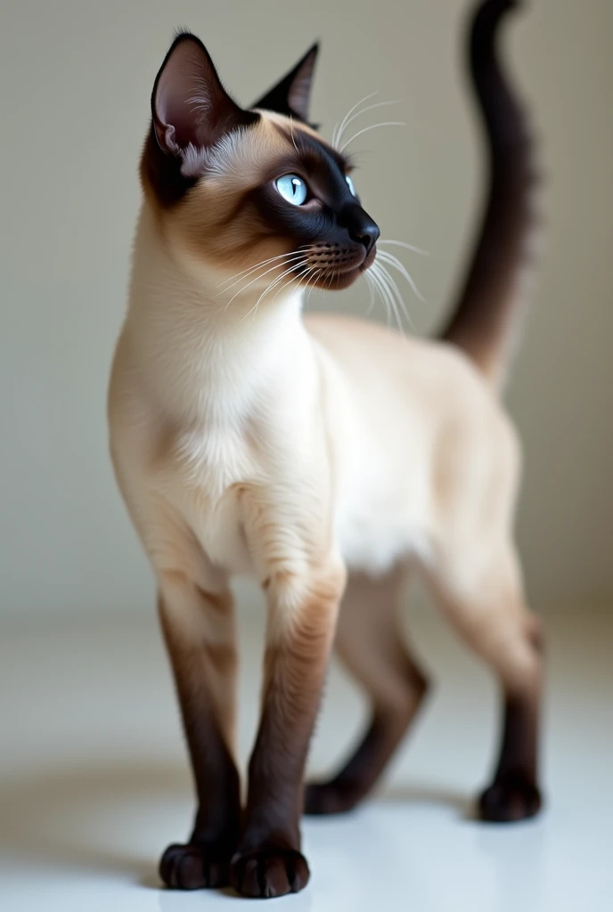 Create a Siamese cat