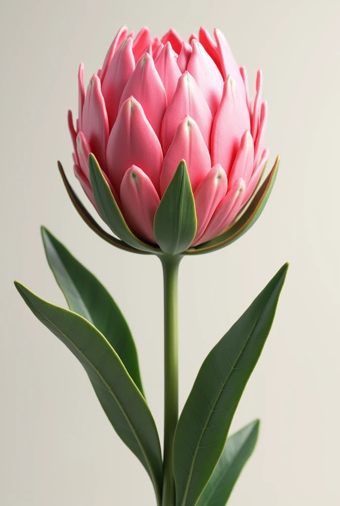 one pink queen peotea flower