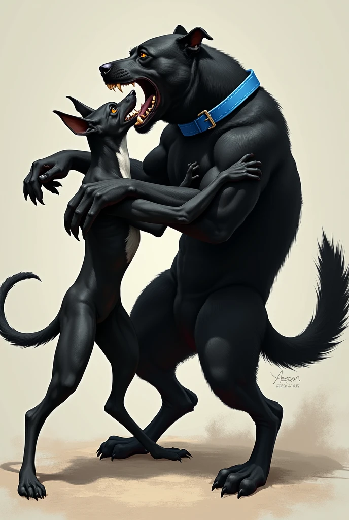 A thin black dog with a white chest is fighting with a black Labrador with a blue collar