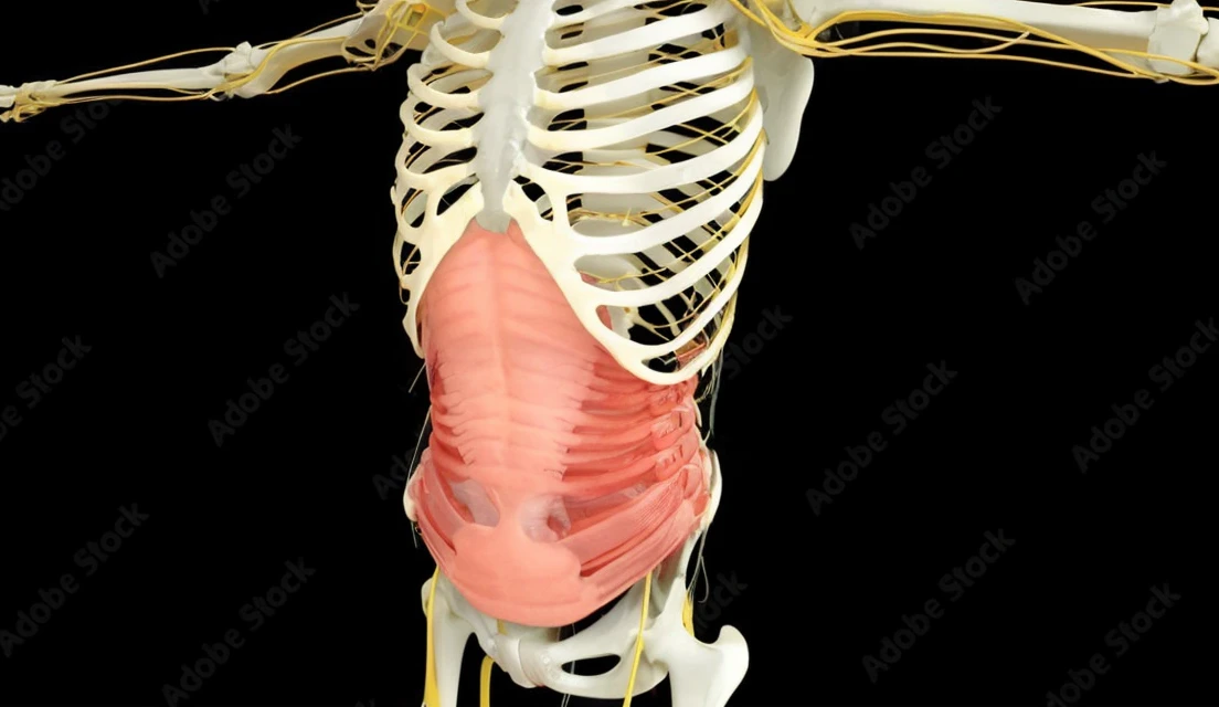 Rectus abdominis muscle 