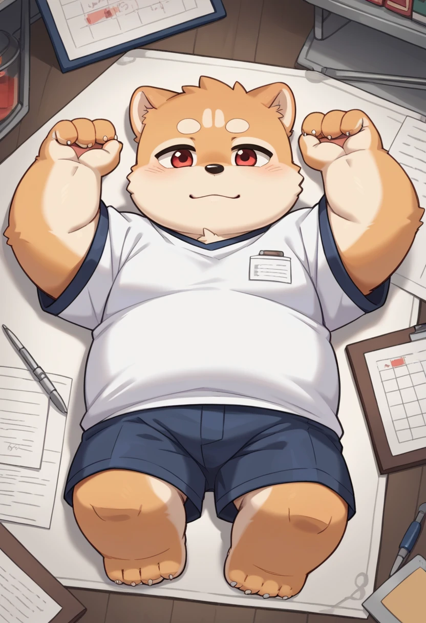 New Jersey 5 Furry,(Shiba Inu)，Solitary，Wildlife，Strong body，Chubby，Thick Arms，Luxurious，Chubby脸颊，White eyebrows，Red Eyes，Lovely，Young，shorts，((Lying on the lab table))，Operation，From Zixiong, Takemoto Arashi