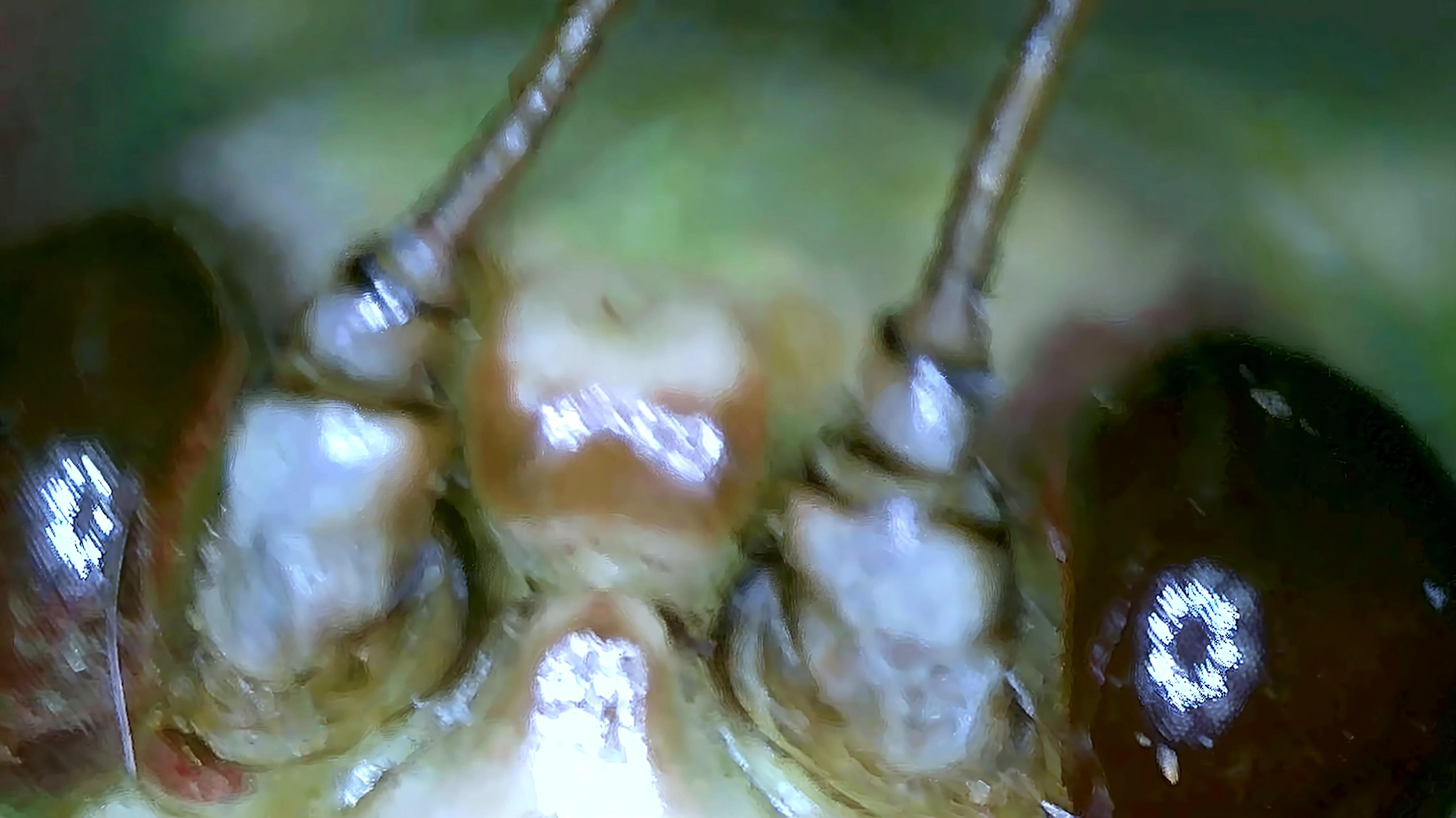 Gulper Eel Close-Up: An extreme close-up of the Gulper Eel's mouth, revealing inward-curving teeth in shades of white and brown, with realistic details of the tongue and throat texture. The focused lighting highlights the creature's ferocity and adaptation to swallowing large prey. (Macro style, high resolution)
