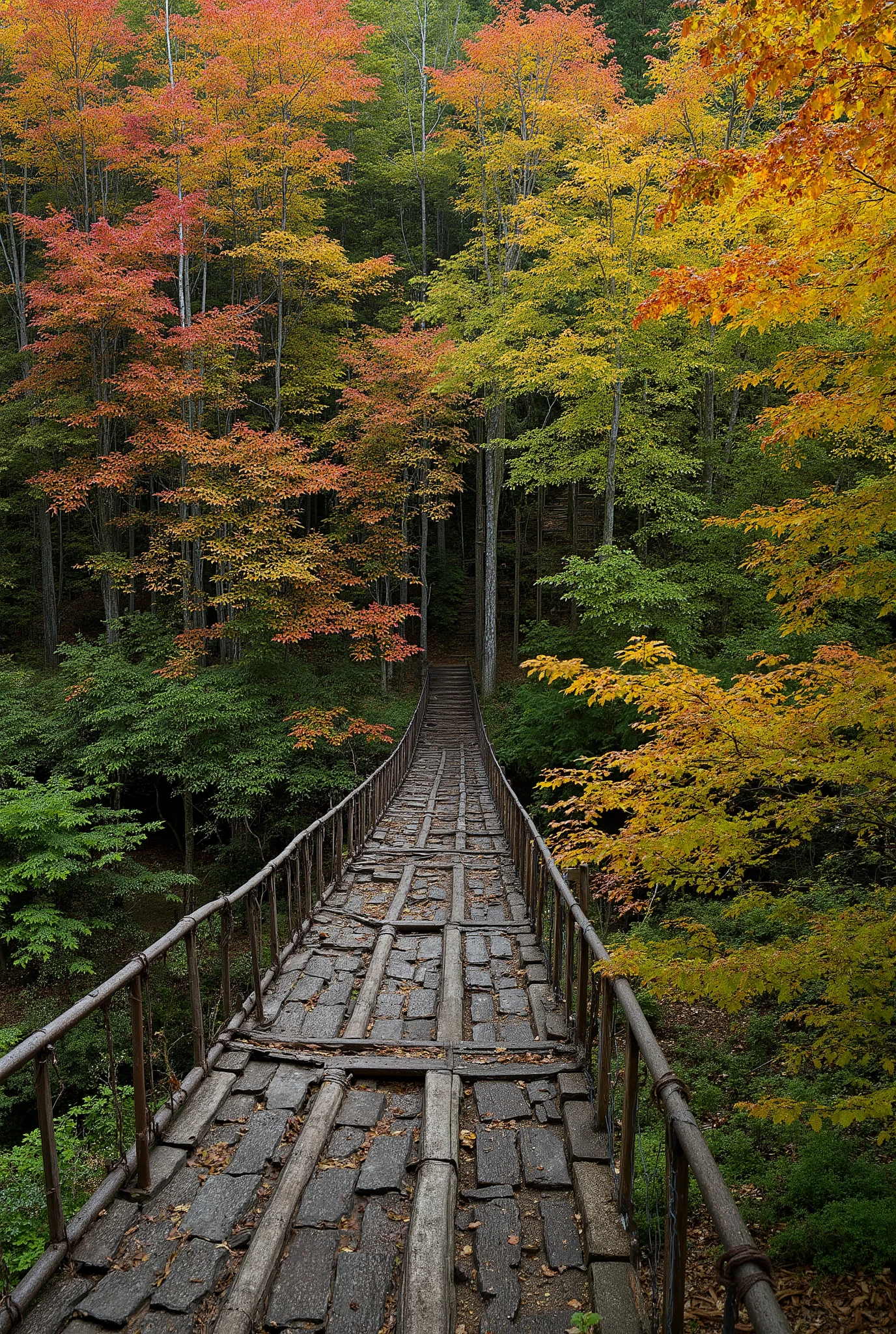 ((top-quality, masterpiece:1.3)), (Amazing Art work:1.1)), (Very realistic:1.2), (Photo, live action), ((Japanese Nature Scenery:1.2)), Autumn leaves, forest, There's a rotting suspension bridge, Maple with red leaves, beech with yellow leaves, Quercus crispula with brown leaves, 