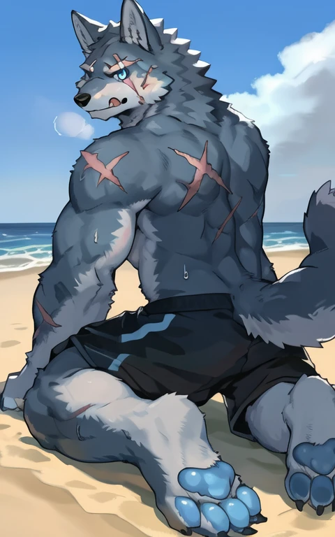 furry, kemono, anthro, wolf, wolf ears, wolf tail, shirtless, black_shorts, scar_across_eye, sweat, blue fur, blue eyes, back, looking back, looking at viewer, licking lips, exhausted, pained, shorts, kneeling, pawpads, blue pawpads, on sand, beach,