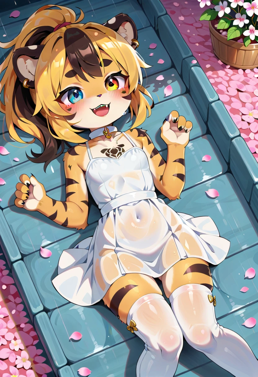 (Tiger girl, loli body, loli height, loli face, anthro, fur tufts, fluffy fur, furry, flat chest, chest fur, heterochromia, multicolored hair, ponytail, piercing, makeup, black lipstick, tattoo, gold jewelry, white collar, white sundress, white stockings, thigh high platform boots), (lying on cherry petals, rain of cherry petals, from above, happy), (park)