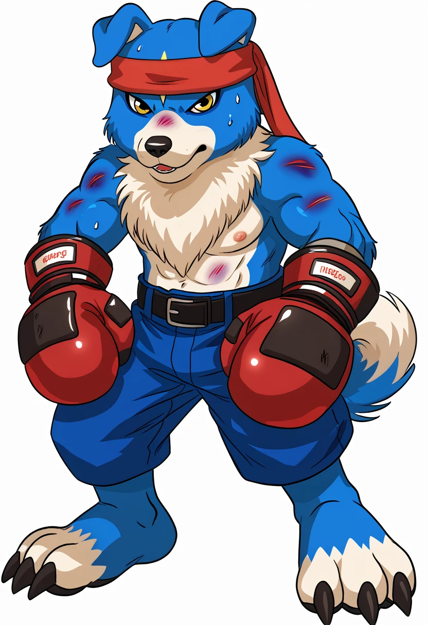 source_anime, cartoon, gaomon (character), digimon (creature), dog boy, blue body, bruised and scratched, sweating, headband, yellow eyes, boxing gloves, white background, detailed, (cel shaded, flat colors):1.5, full body, by wfa, by negger, confident, strong posture, wide stance, belt, boxing trunks