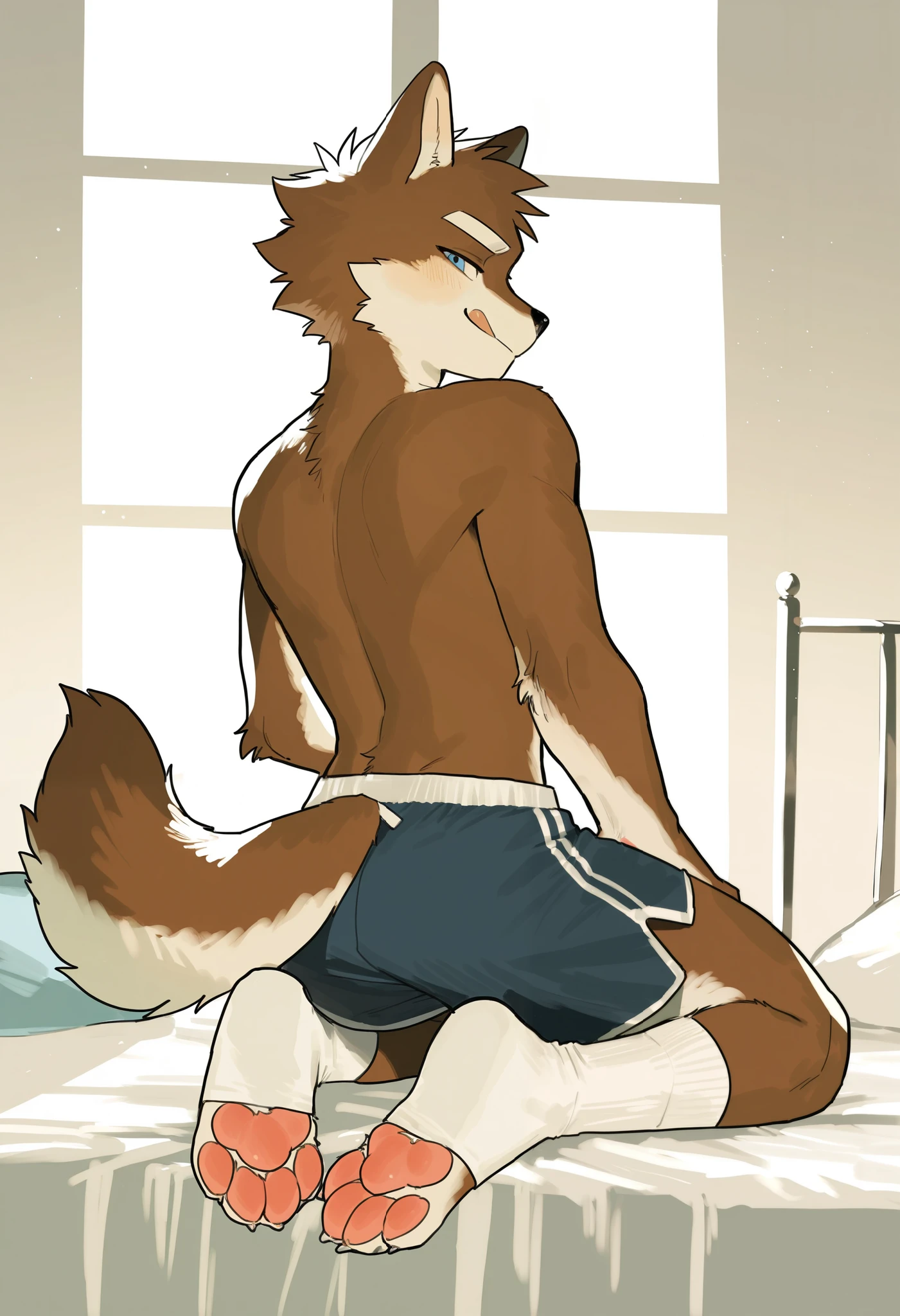 Furry, alone, furry, teen,furry,kemono,anthro,wolf,wolf ears,wolf tail,brown fur,blue eyes,back,looking back,looking at viewer, licking lips, smirk,shorts,kneeling,pawpads,pink pawpads,on bed,sleepingto milkytiger1145, author:K0BIT0WANI, boy, (( cute) | (Moe)| (Sweet),Boys,(White Socks)