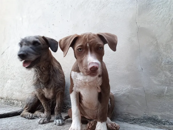 There are two dogs sitting next to each other on the sidewalk - SeaArt AI