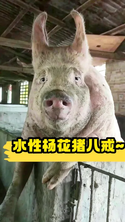 A beautiful Japanese girl with fair skin and angelic features................ She is a teenager、Looks like a slender 12 year old. The girl is on all fours and has no clothes on......'a little embarrassing for her. She has a childish appearance with a flat chest. The stage is a pigsty、Milked、copulate with a boar、Living with pigs、pregnant pig、The atmosphere in the barn is professional and filthy....... ...... The artwork is、Must be realistic, Highly detailed photorealistic quality, high resolution render, Gives a cute and innocent atmosphere. Lighting should be balanced and natural, Beautifully illuminate the scene.、Show nipples、Underpants1becomes a sheet、Show your butt、taiwan wacoal、Gunze、Milk is squeezed out of her breasts、She is attached to a machine that produces pork、she has 16 nipples、pig is on top、The male genitalia is stuck in the female genitalia、she takes care of the pigs、she is about to give birth to a piglet