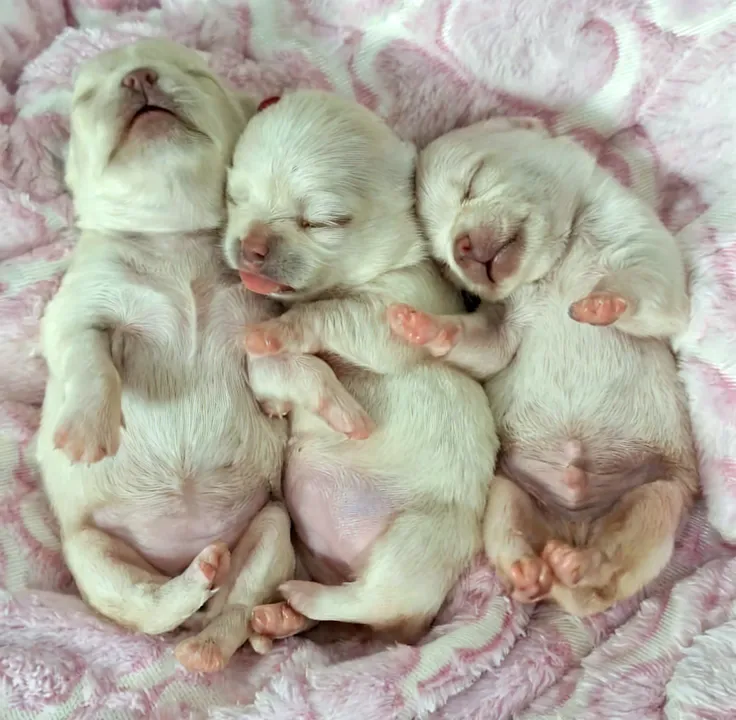 There are many puppies that are lying on a blanket, Filhotes, looking at the camera, they are all laying down, Directed by: Samuel Silva, Filhotes de cachorro vermelhos, Postagem no Reddit, babies in the arms, Directed by: Josef Dande, olhar orgulhoso, foto de uma beleza, Directed by: Juliano Hatton, beautiful angle, Costas deitadas, empilhado, muito lindo, by Romain brookEmbrace ArtStation's trend-setting world with this 4K ultra HD masterpiece known for its sharp focus and intricate detail. Deixe o realismo e o charme dos filhotes ganharem vida nesta impressionante obra-prima em aquarela.