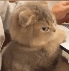 Gato molesto facha