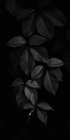AA