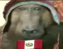 mono peruano