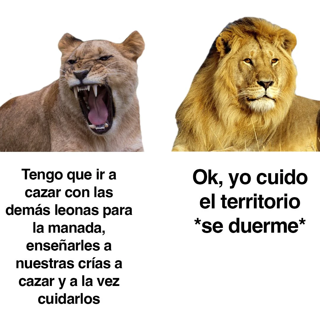 Meme