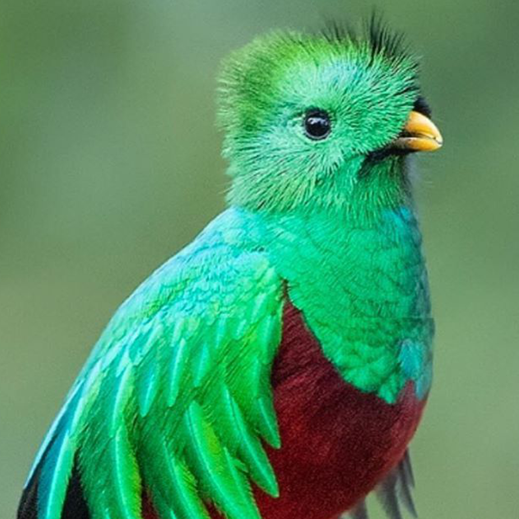 Resplendent Quetzal 1.0