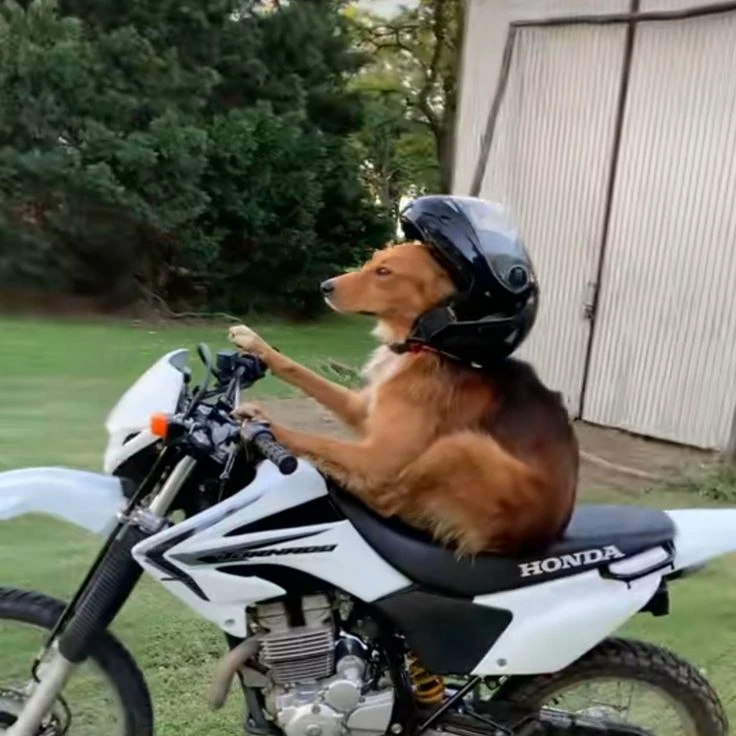 perro mototaxista