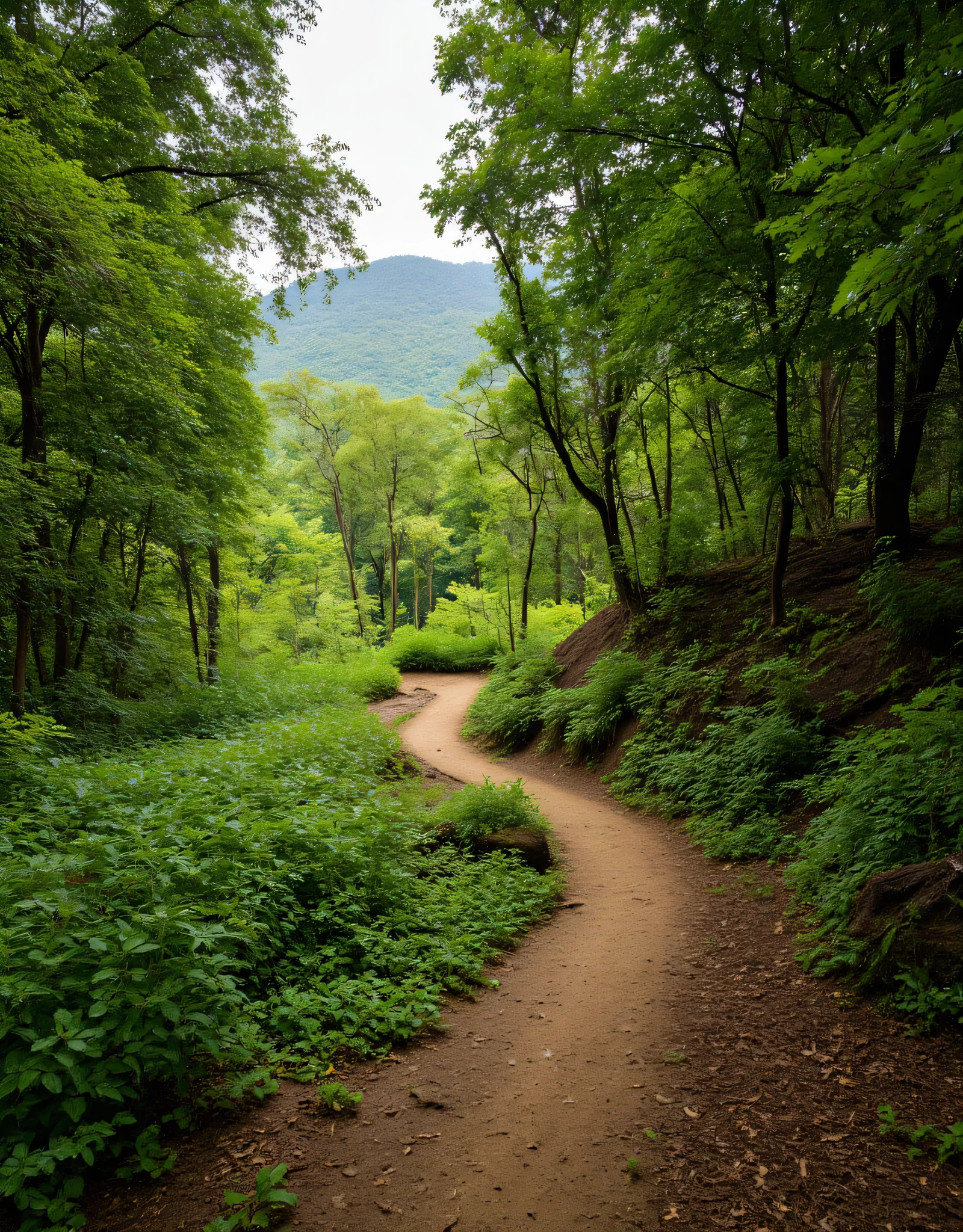 Create an ultra-definition photo image capturing a hyper-realistic portrayal of a deep rain tropical forest hiking trail. Emphasize the stunning intricacies of nature, employing a National Geographic photography style. Highlight the hyper-realistic textures of the foliage, the interplay of light and shadow, and the natural vibrant colors throughout the realistic scene. Focus on a mixed lighting concept that enhances the fullest depth and clarity of the image, showcasing it as an award-winning piece of nature photography. Ensure the final result is a RAW photo image of the highest quality, inviting viewers to immerse themselves in the serene beauty of this untouched hyper-realistic tropical wilderness.