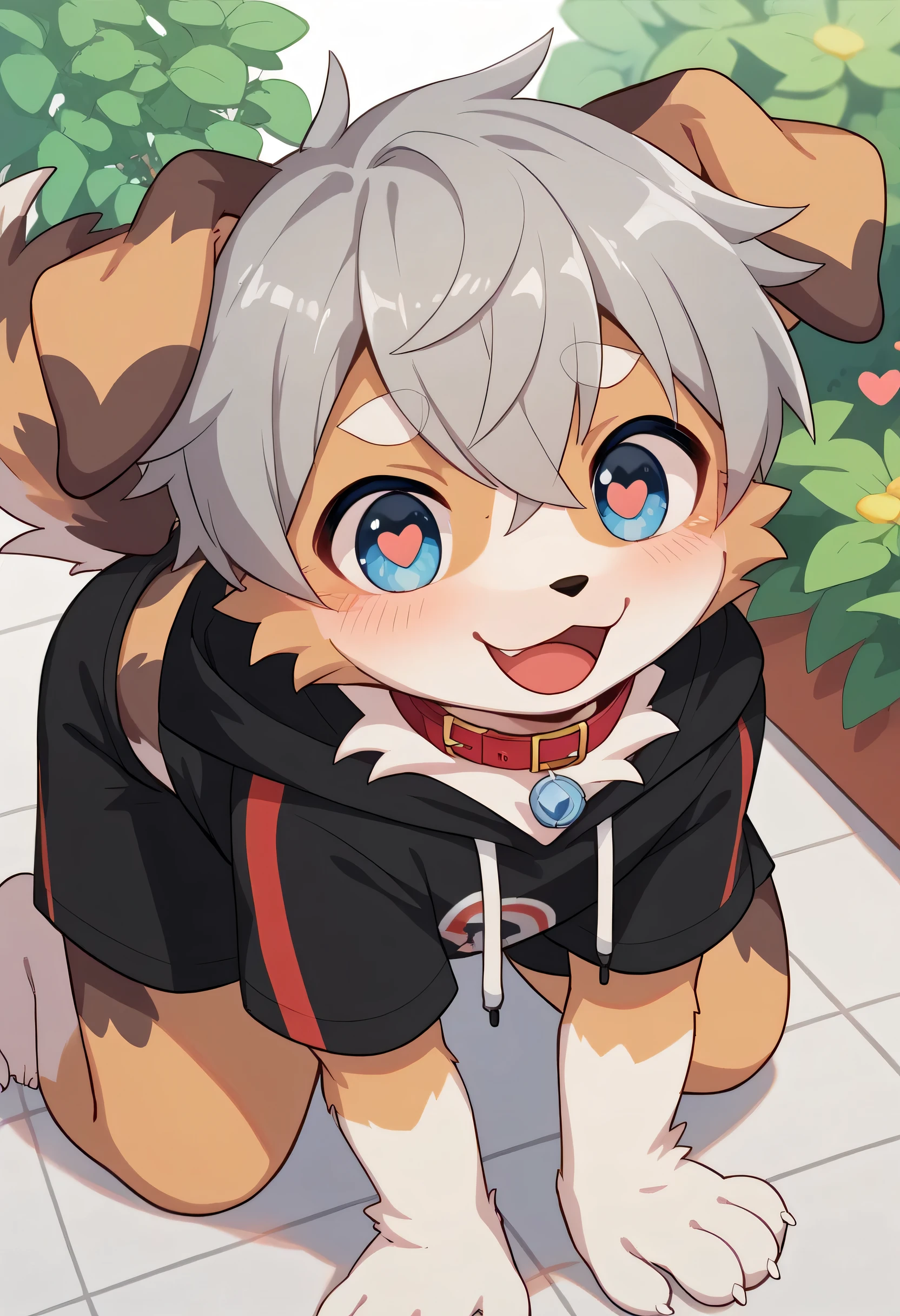 very well detailedな, very well detailed,Australian Shepherd ,,Gray Hair,male, excited to look at the bones ,Australian Shepherd Dog, excited,Participation, cute face,Black nose ,nose,Show me your legs ,Horny Male , red collar on the floor,Cute ears, is on all fours,Like a dog,dock racing,garden,Fluffy ears ,Fluffy ears , show me your legs , show me paws , 手に red collar on the floorと紐を持っている, cute fur Male , Male , heart eye ,Horny Male , Black Back , white background, blush nose , alone, droopy ears, black shorts, Black Short Sleeve Hoodie