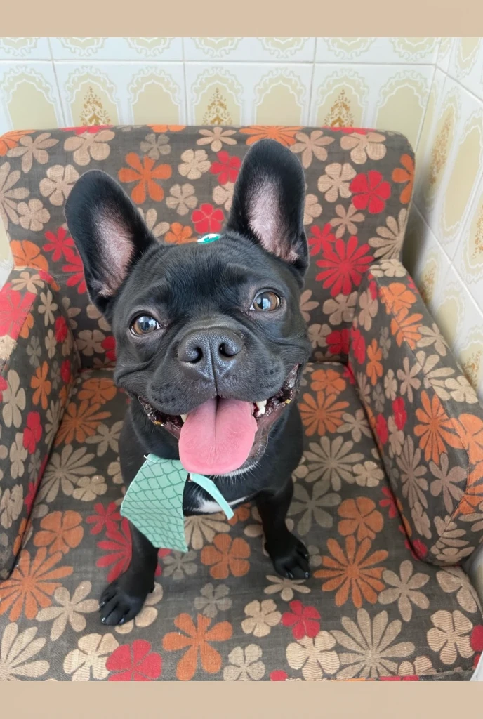 Happy birthday to a happy furry baby, french bulldog, 4K HD resolution, imagem de alta qualidade, imagem premiada, imagem da National Geographic com fundo granulado, imagem premiada, imagem premiada, hiper-realista, alta resolução, muito detalhada, imagem premiada, muito detalhada, Qualidade HD