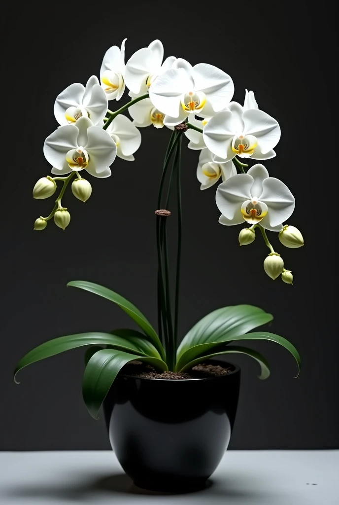create the most breathtaking (32k masterpiece, best quality:1.2) photorealistic image, two orchid flowers (with long intertwined stems) hollow glass poured with liquid gold from the stem, gradient black background, diffusion of reflected light, organic,bioluminescent, energy, Alive, spectacular, ethereal, volumetric light, sub-surface Scattering, jeu de transparence