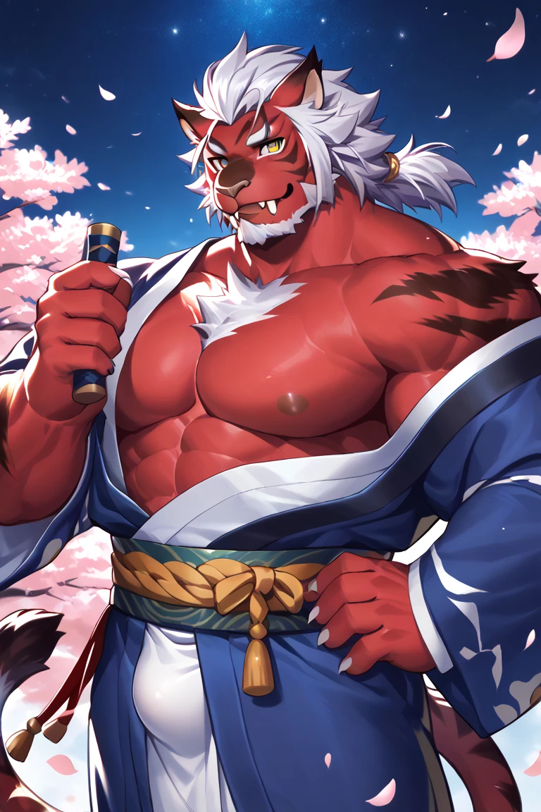 "Volly bear,japanese traditional clothes，white fundoshi,white fundoshi,((open) kimono)
