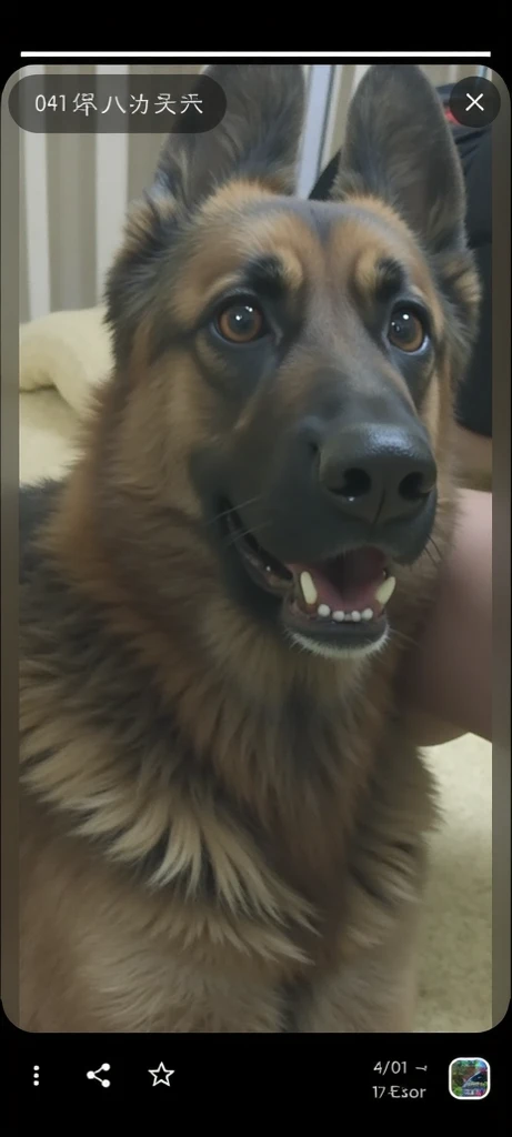 (((duo))), ((((((human on small feral dog, huge canine pussy, anus, dog tail, raised tail, leaning on bed, large insertion, pov, doggystyle, hands on butt, excessive urine)))))), (((((butt focus, bedroom, hyper penis, open mouth, Double penetration, thumb in anus, anal thumb, excessive urine))))), masterpiece, high details, high quality, best quality, highres, HD