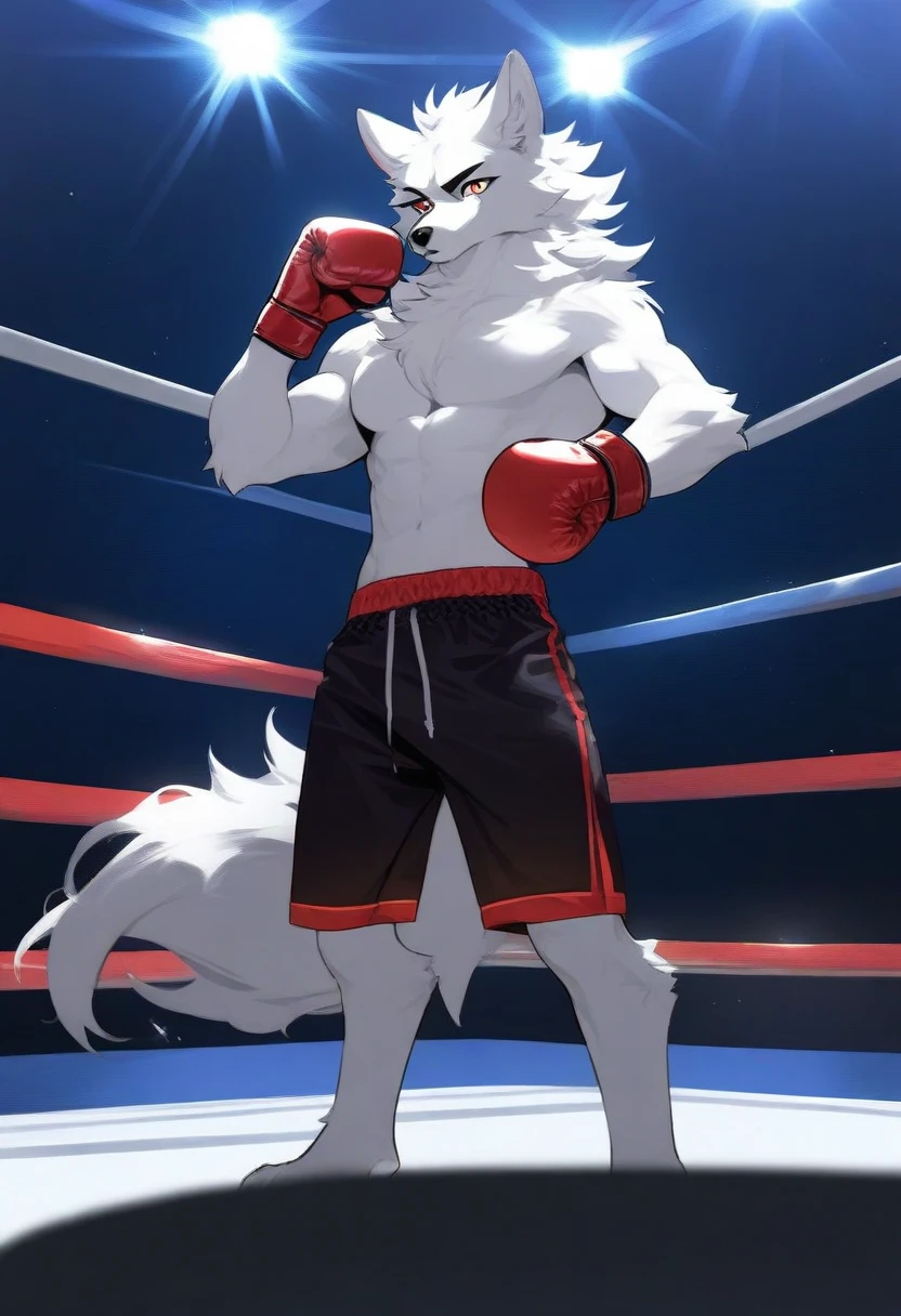 Furry, anthropomorphic wolf, light gray fur, yellow eyes, 6'5 and 208 lbs, 45" Chest, 20" shoulders, 15" Biceps, 34" waist, 24" thighs, 16" calves, 19" Back, wearing indigo colored boxing shorts with white and ultramarine stripes, in boxing ring, inside stadium, sweaty, slightly bruised, panting, getting frotted, getting nipples played with