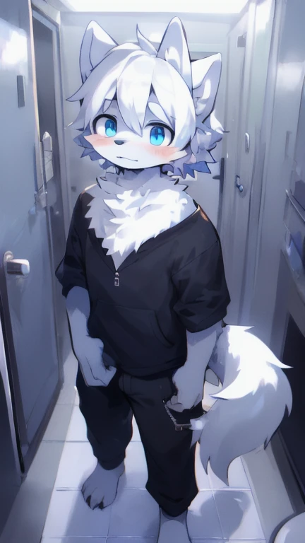 Breed:Wolf fox coat color:Silver-white eyes:Blue The tail is blue