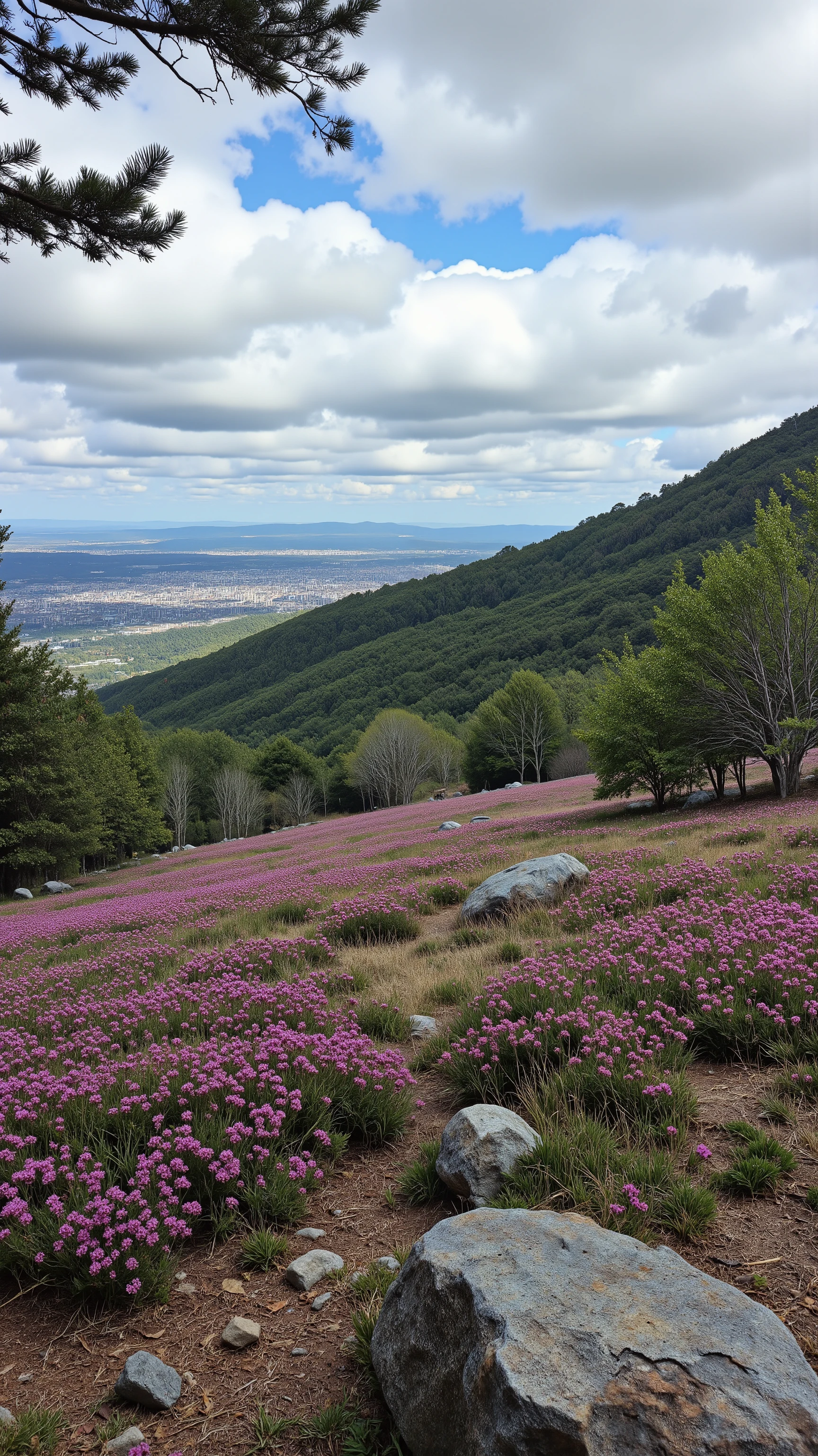 masterpiece、Best Picture Quality、Landscape images 、Scenery of the rugged plateau、 A sense of the season full of plateaus、 tree々Flowers々Photo of、 Scenery of the plateau written in depth 、high image quality、実がイッパイの桃のtreeが一本、photorealism、 complicated 、High Detail、, you can see the cityscape in the distance。