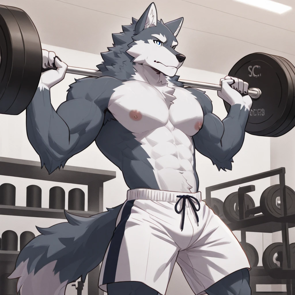 furry,kemono,anthro,
werewolf,wolf ears,wolf tail, dark grey/white fur,blue eyes,
lifting weights in a gym, sweating heavily,
wearing red boxing shorts with a gigantic bulge, black fingerless gloves, black stirrup socks,
pawpads,pink pawpads,
sunny day, alone,