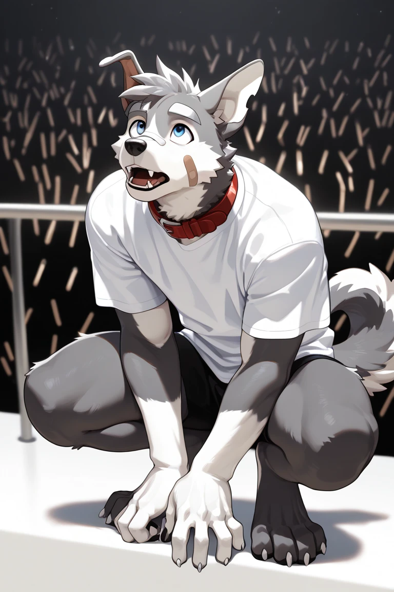 Male, wolf head, wolf tail, black fur, covered in fur, white vest, white shorts, white socks, white shoes, kneeling on the ground, facing the audience, sticking out their tongue, raising their hands