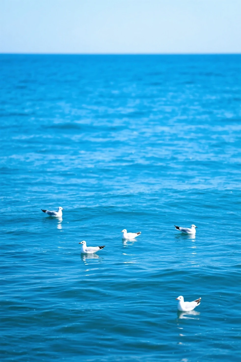 azure sea，There are a few seagulls on the surface of the sea