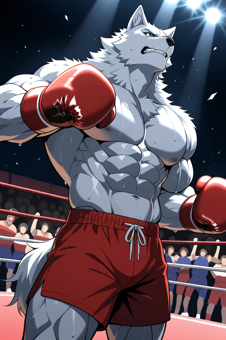 boxing ring, natural lighting, anthro, male, solo, wolf, white fur, (white body:1.5), red haircut over head, black tip of the tail, (massive:1.6), (muscle:1.5), boxing trunks, boxing gloves, barefoot, barechest, (sweat:1.3) (correct anatomy:1.7)