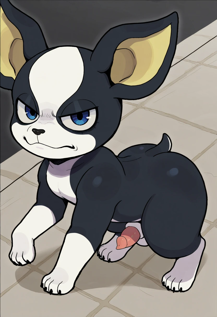 soft shading, 4k, hi res, detailed face, detailed, Best quality, masterpiece, detailed , detailed eyes, perfect shading, by K0BIT0WANI, by Mcfan, solo male, Iggy, Boston Terrier, paws, quadrupled, feral, blue eyes, yellow ears, black and white furs body, canine body, thick , small  , , looking at viewer, walking , side view, in the street