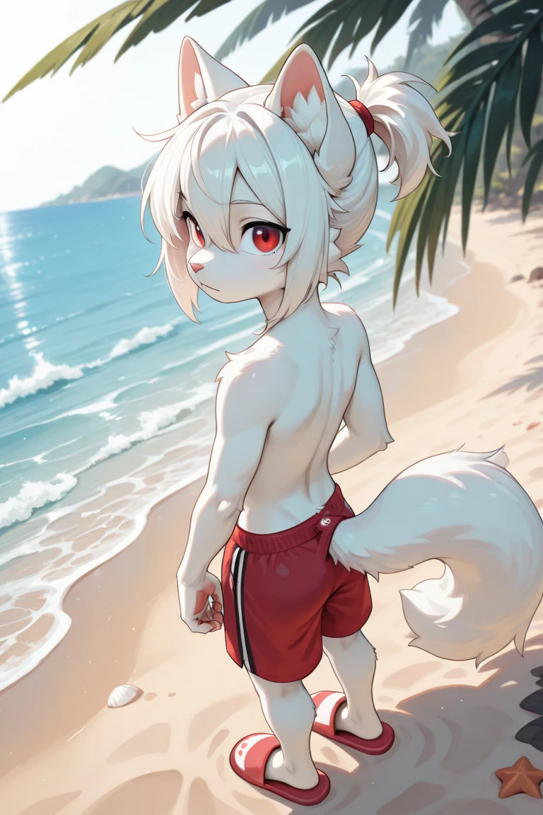 Shota，white hair ，male，juvenile，Lovely， stand up， masterpiece， high resolution，8k，Detailed background，high quality，Sexual desire boy，（（（Solitary））），Looking at the audience，Viewing angle，from above，Anthropomorphic fox，sweat，underwear，Shirtless，beach，Abdominal muscles，Holding a drink，sunglasses，
