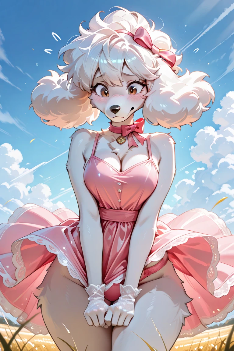 very elegant white poodle dog, superb, with class.