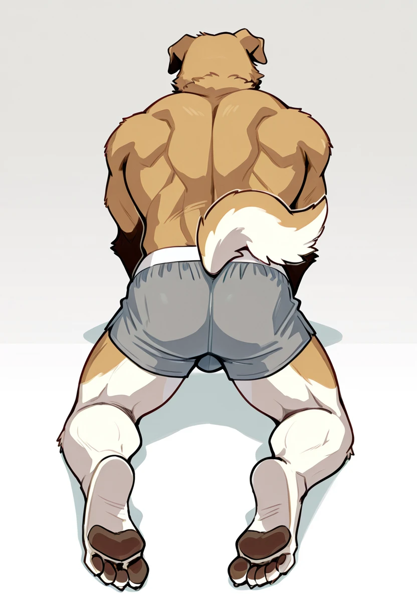 Medium muscular, rabbit, light gray, light gray rabbit, rabbit in underwear, black underwear, box underwear, long ears, from back, back view, posing, with short tail, tail, rabbit tail, bunny, bunny tail, anatomy, good anatomy, perfect anatomy, male anatomy, posing, on all fours, strong legs, muscular back, perfect body, bodybuilder pose, By mystikfox61
