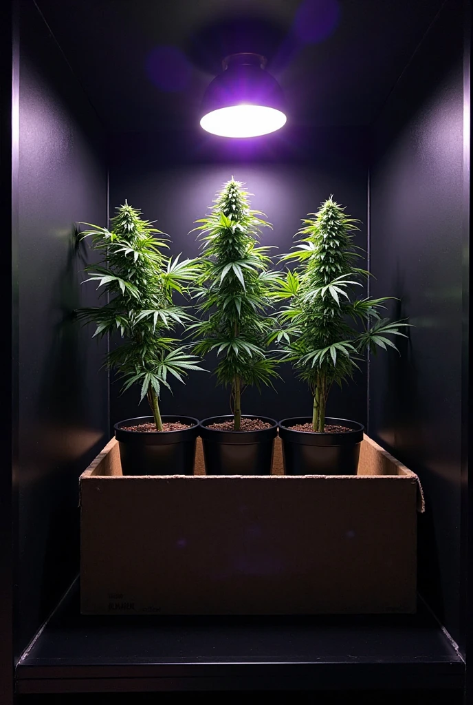 A 2-meter-high cannabis grow cabinet, 1.5 meters wide and 1.5 meters deep. The cabinet is constructed from plywood panels and has a dark exterior finish.. inside, The walls are lined with reflective Mylar material to maximize light.

On top, Several full spectrum LED lights are installed, that illuminate the plants distributed in organized rows. Each plant is in its own pot, and a drip irrigation system extends to each pot from a small submersible water pump located at the bottom of the cabinet.

The cabinet has air extraction fans at the top, connected to a digital thermostat that automatically controls the internal temperature. Other smaller fans are distributed inside to ensure adequate air circulation between the plants..

The cabinet is powered by a solar power system that includes solar panels mounted on top of or adjacent to the cabinet., with batteries and an inverter located in a side compartment.
