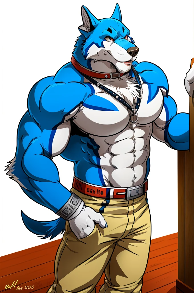 Alaskan Malamute dog black and white fur, muscular, with chest straps, furry, blue eyes , shorts negros , with dog collar and leash, with big pecs 