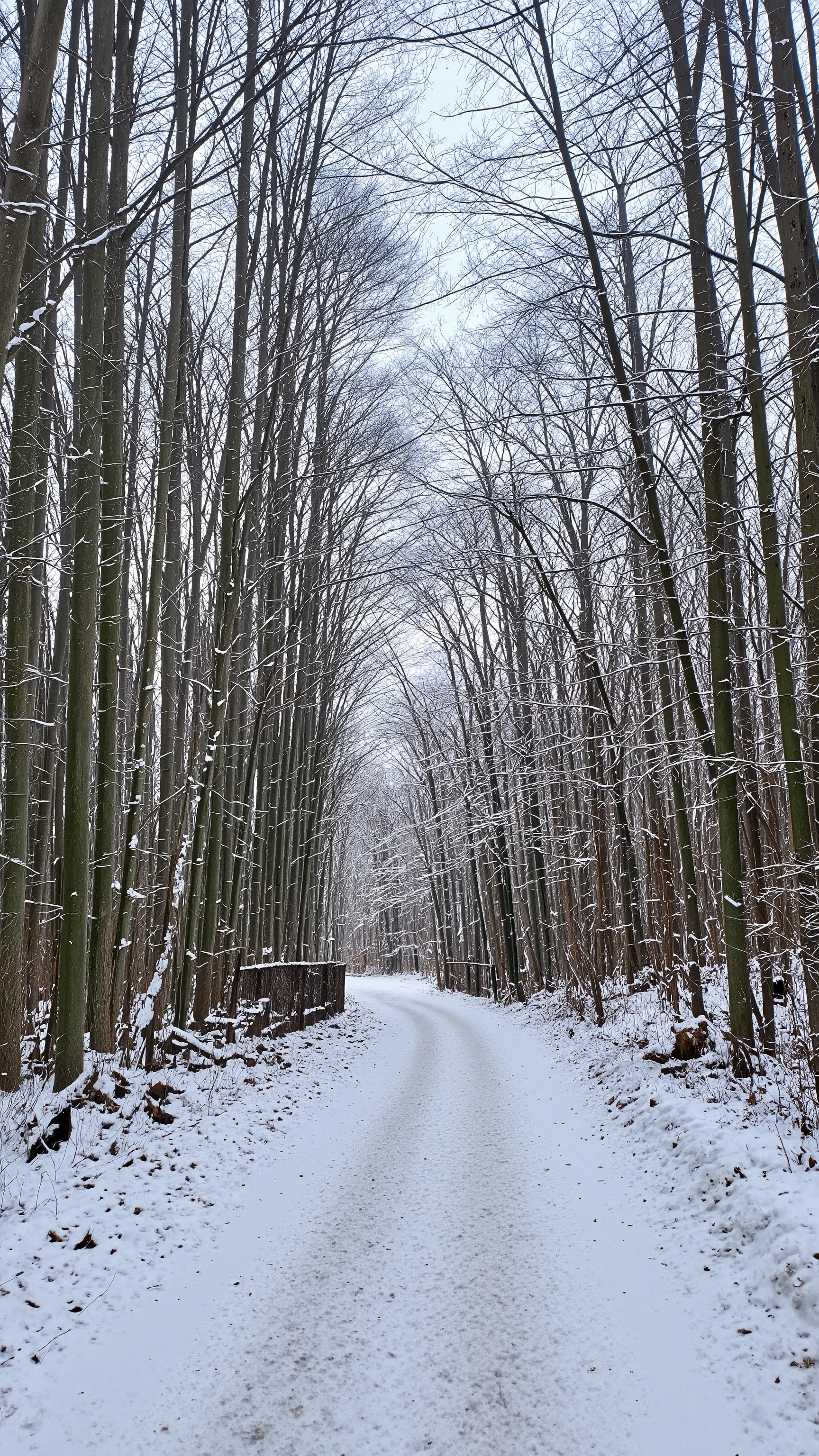 The high-definition image、Snowy landscape along Sagano Bamboo Forest Road in Arashiyama, Kyoto、Snow piled up on bamboo and snow on the road、Spectacular views。