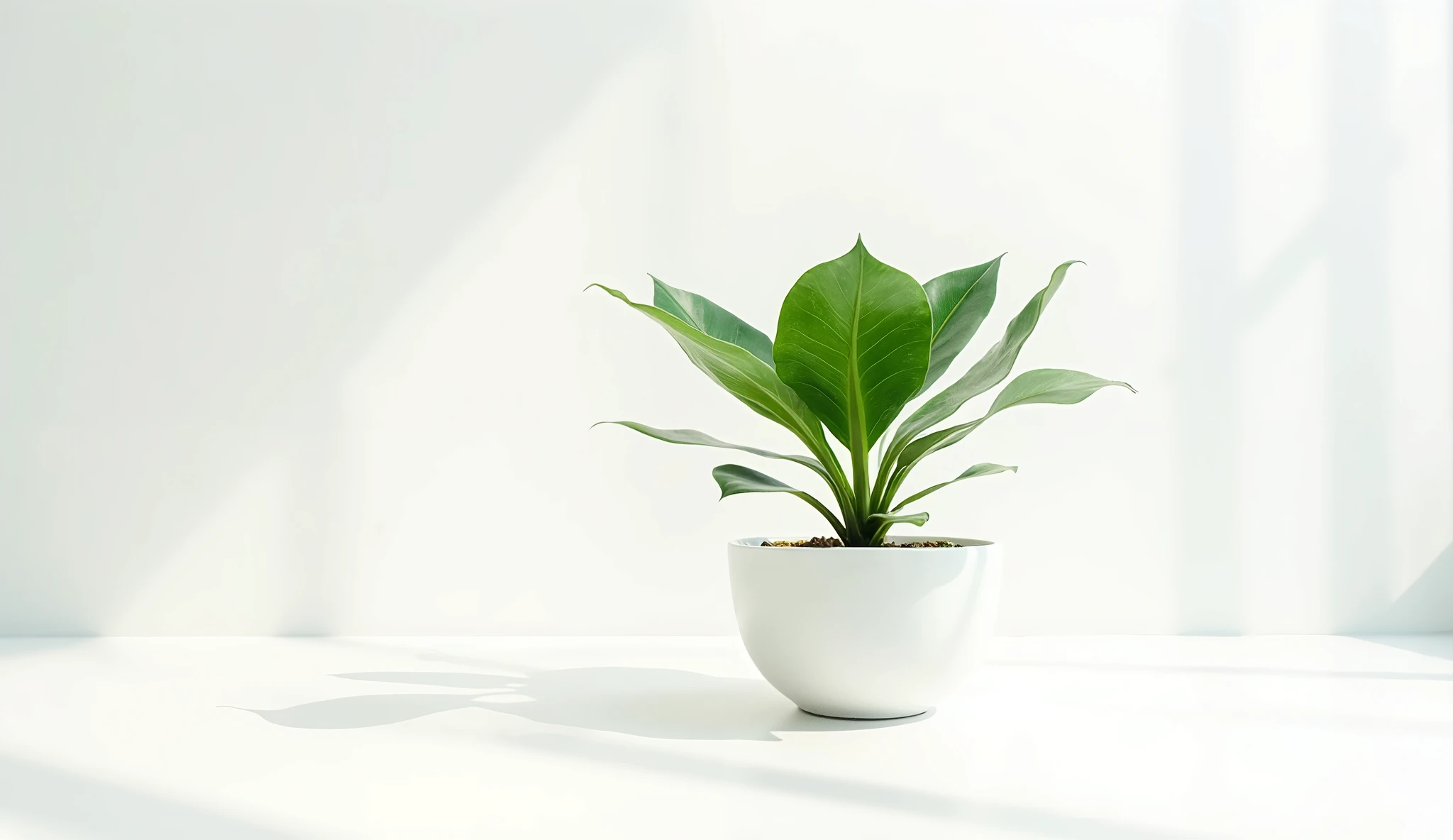 Minimalist indoor plant in ceramic pot, soft natural lighting - SeaArt AI