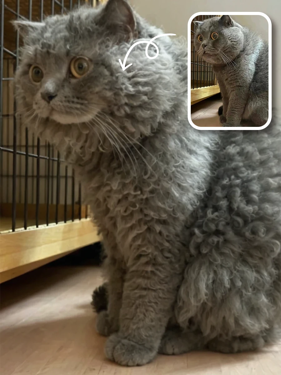 One-click to make the hair of people and animals curly.<br>You can put in a photo of you and your beloved pet.<br>When uploading photos with people in them, it is recommended to upload single-person photos. Otherwise, there will be errors with the faces.