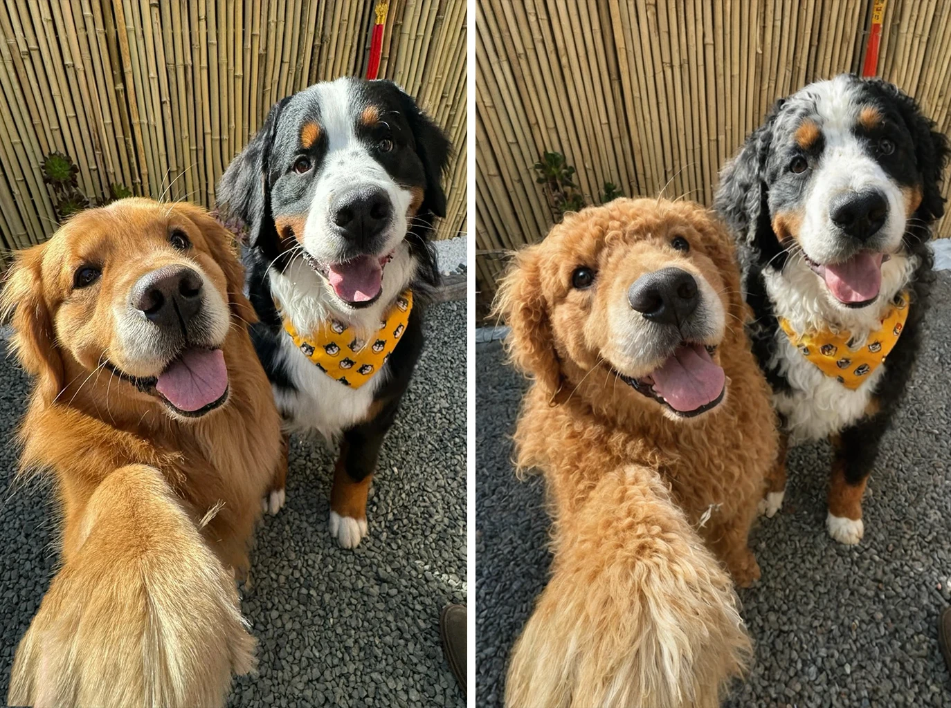 One-click to make the hair of people and animals curly.<br>You can put in a photo of you and your beloved pet.<br>When uploading photos with people in them, it is recommended to upload single-person photos. Otherwise, there will be errors with the faces.